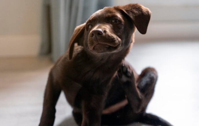 Cachorro com coceira na pele pode indicar sarna e problemas dermatológicos