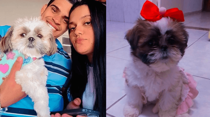 Cachorrinha furtada em Campinas volta para casa e história revela vínculo de apoio emocional com a tutora
