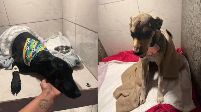 Cachorros da família do Boi Churrasco são envenenados no interior do Rio