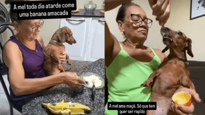 Cachorro salsicha comendo maçã raspada na colher
