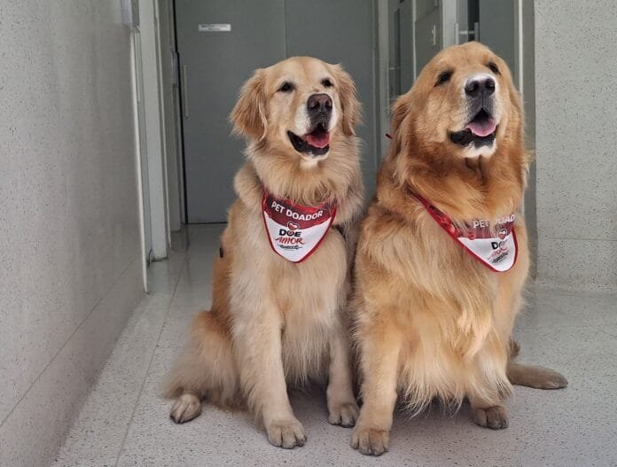 Cachorro durante procedimento de doação de sangue veterinária
