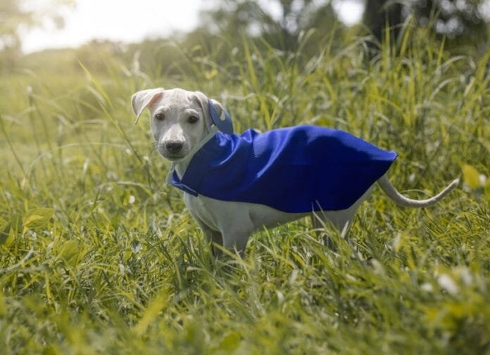 Seu pet sente frio? Saiba reconhecer os sinais e proteger o animal nos dias frios