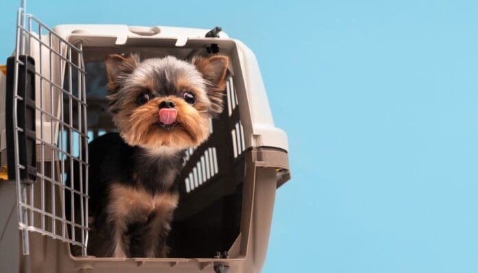Sedar pets em viagens aéreas é seguro? Especialistas recomendam cautela