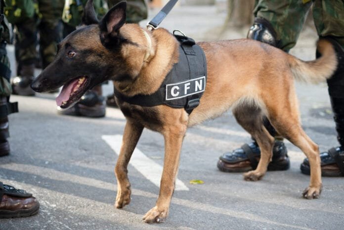 Cães de trabalho atuam em segurança, resgate, terapia e assistência