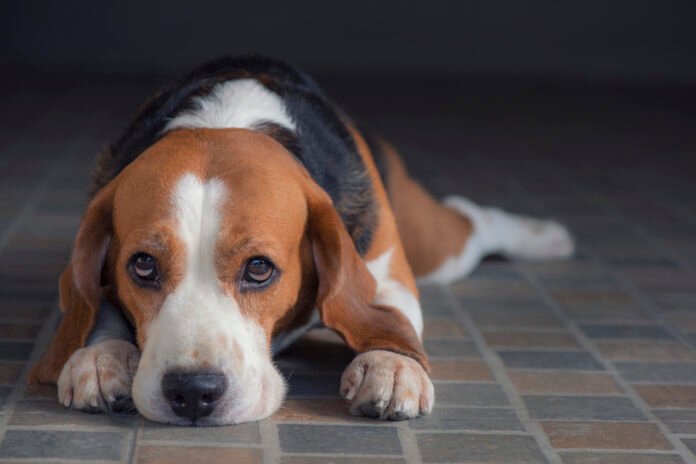 Cão e gato podem apresentar sinais de tédio no ambiente doméstico
