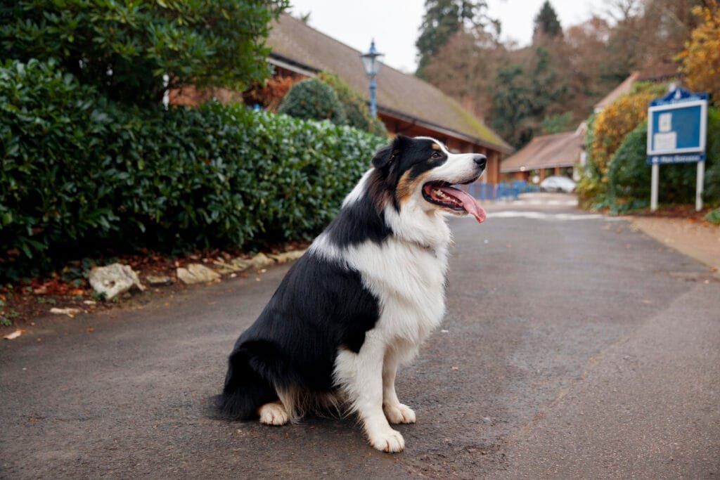 Border Collie