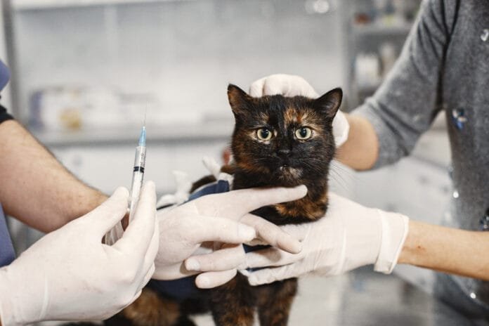 Vacinação de gatos ajuda a prevenir doenças graves e reforça a saúde felina