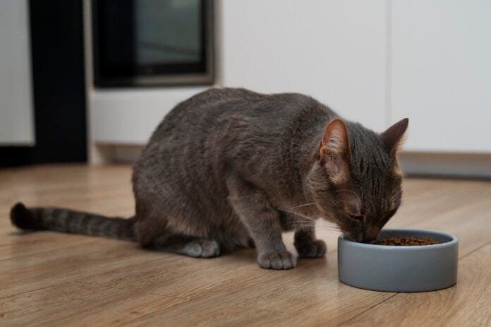 Nutrição pet entra na era da precisão e acelera nova corrida tecnológica no setor