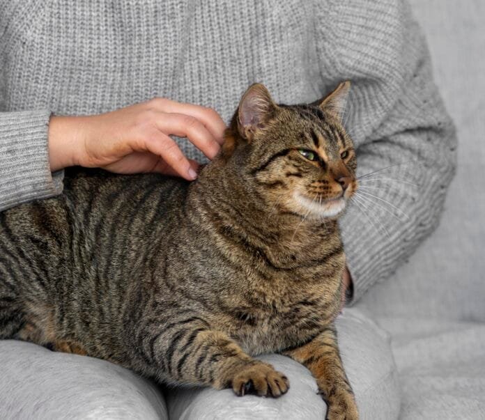 Gato se lambendo durante autolimpeza e troca de pelos