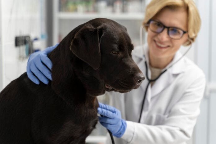 Pets podem ter câncer de boca? Saiba reconhecer os sinais de alerta