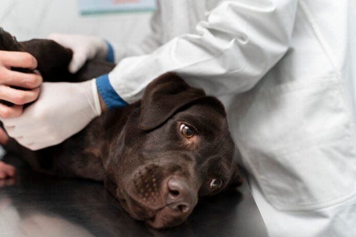 Cão sendo preparado para castração durante mutirão veterinário em Piracicaba