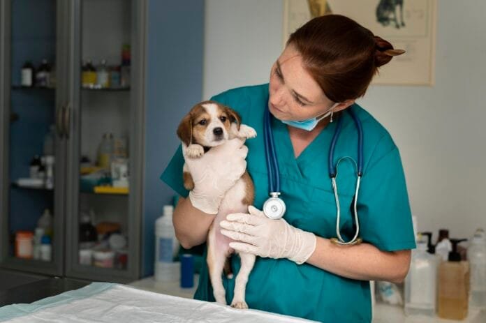 Tecnologia no setor pet: como dados estão transformando clínicas e hospitais veterinários
