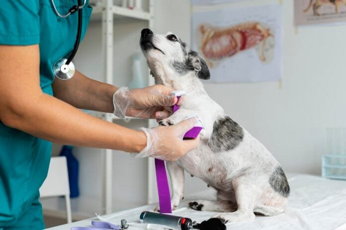 Planos de saúde pet viram insurtechs e ampliam debate sobre tecnologia na medicina veterinária