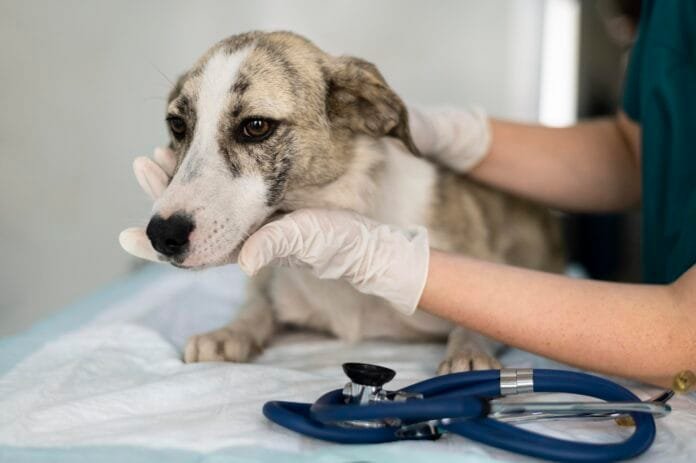 Limeira tem clínica veterinária pública gratuita: como acessar o serviço?