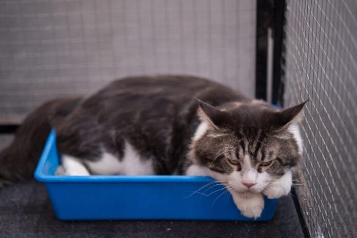 Caixa de areia vira aliada da saúde dos gatos