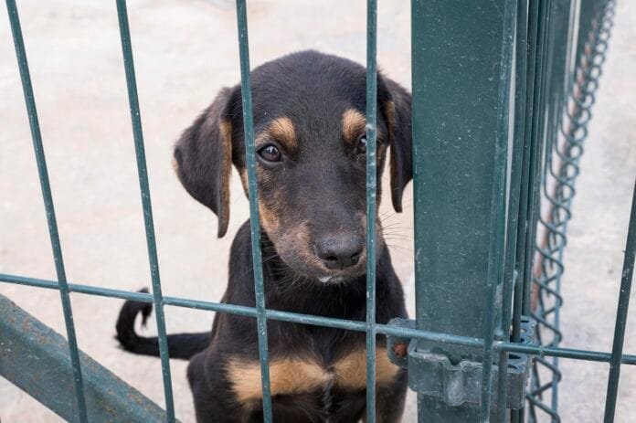 Crueldade animal e a dimensão psíquica da violência