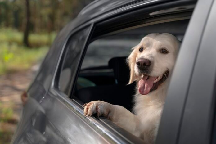 Cachorro usando cinto de segurança dentro do carro durante viagem