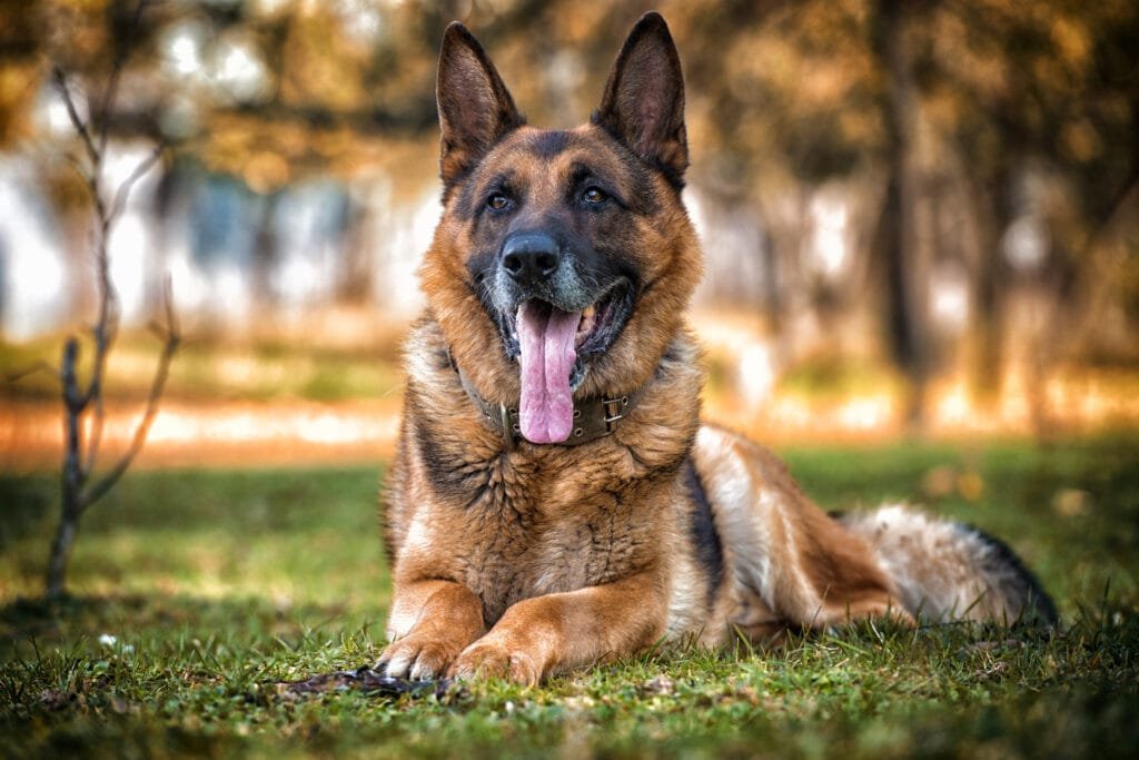 German Shepherd