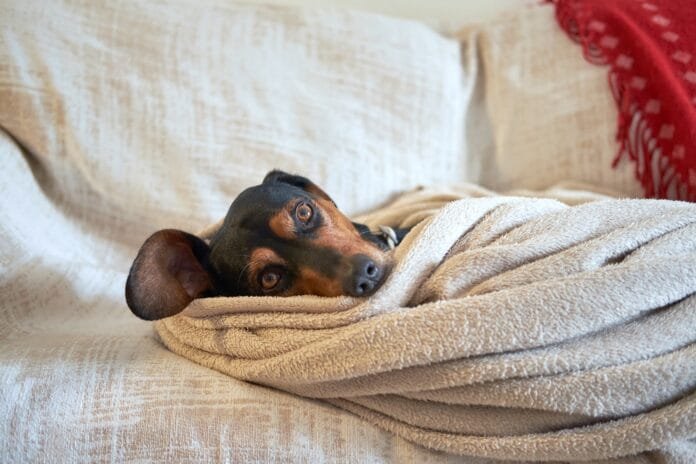 Cachorro em consulta veterinária para diagnóstico de dirofilariose