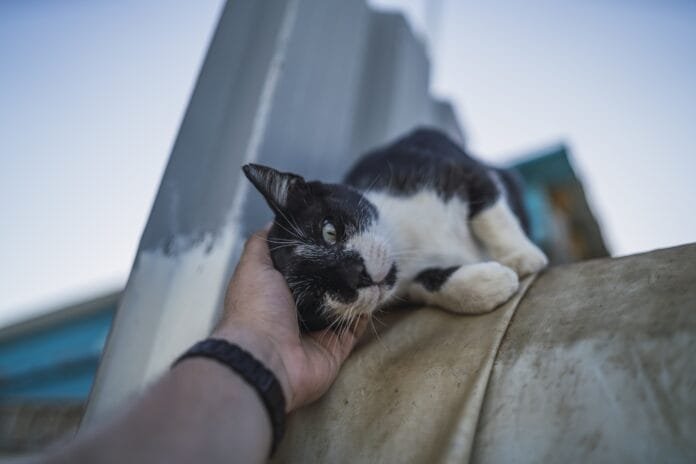Tecnologia amplia precisão no diagnóstico veterinário em cães e gatos