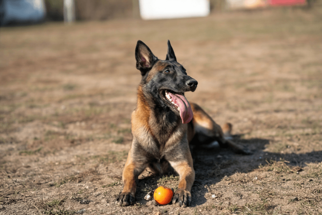 Belgian Malinois
