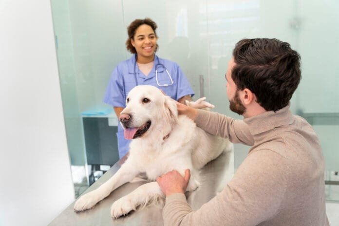 Veterinária preditiva avança e inteligência artificial pode ajudar a antecipar doenças em pets