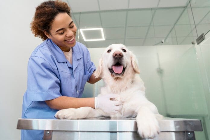 Cachorro em tratamento veterinário com apoio de inteligência artificial