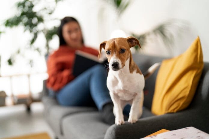 Mercado de eletrodomésticos entra na era pet e adapta produtos para rotina com animais dentro de casa