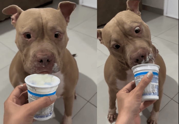 Cachorro pode comer iogurte natural com moderação