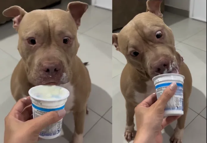 Cachorro pode comer iogurte natural com moderação