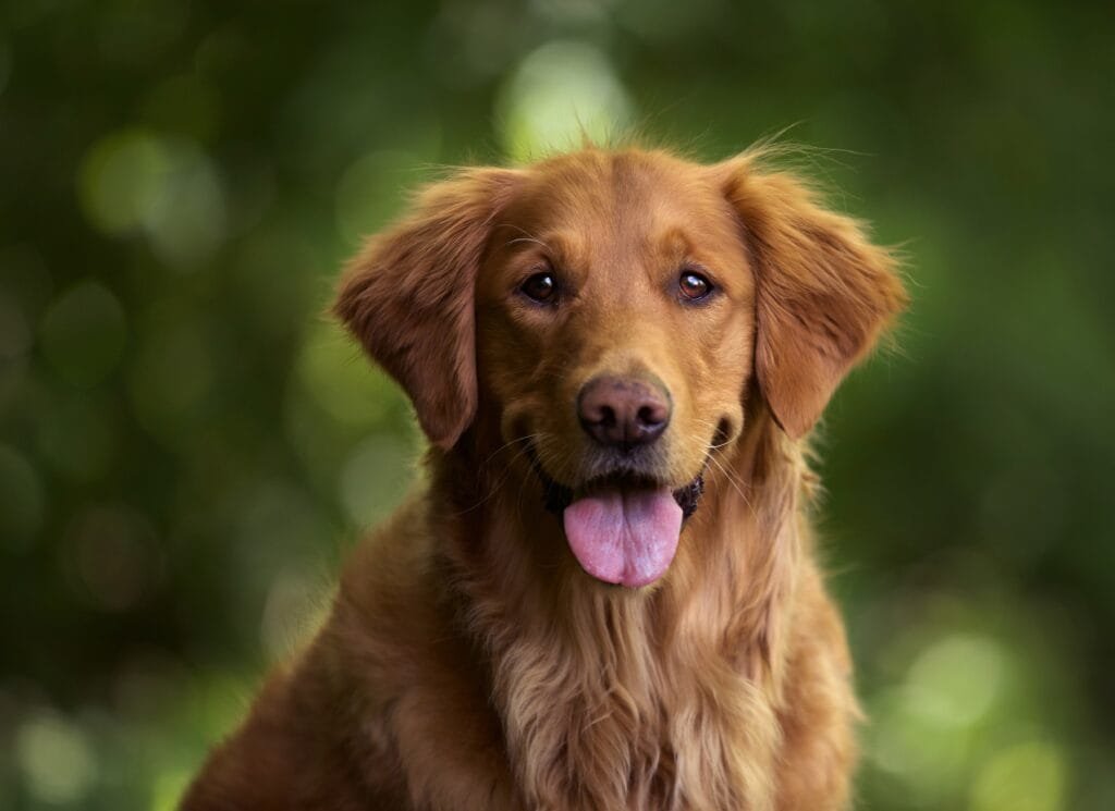 Golden Retriever
