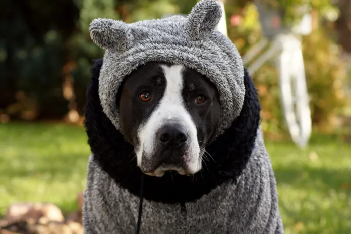 Cachorro usando roupinha durante dia frio de inverno