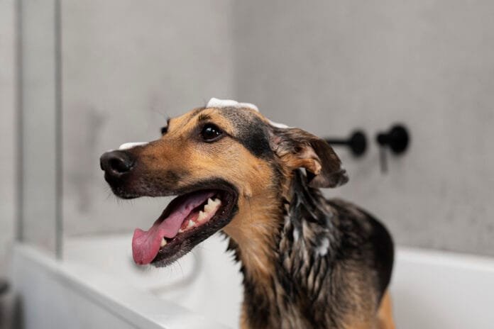 Cachorro tomando banho durante período de frio