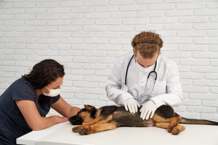 Termografia veterinária ajuda a identificar dores e inflamações em pets