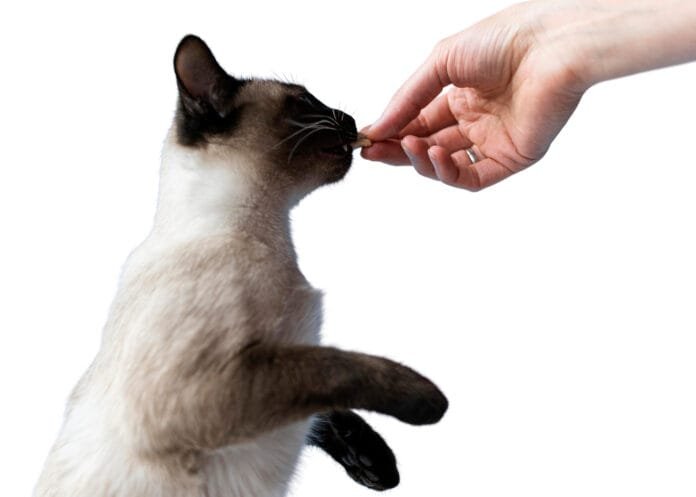 O seu pet realmente precisa de suplementação de vitaminas?