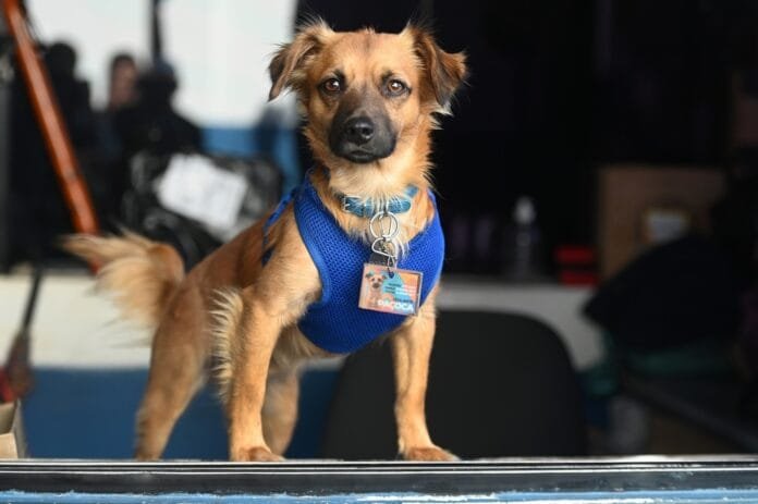 De cão de rua a mascote oficial de uma escola em Campinas: você conhece a história do Paçoca?