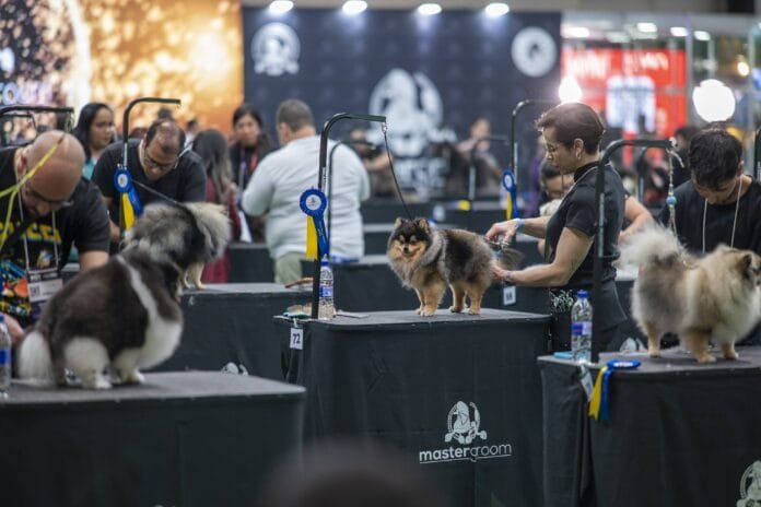 Você sabia que existe campeonato de tosa e banho de pets? O Brasil já é referência mundial: entenda