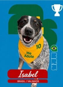 Cão para adoção participa da campanha Cãovocados no canil municipal de Valinhos