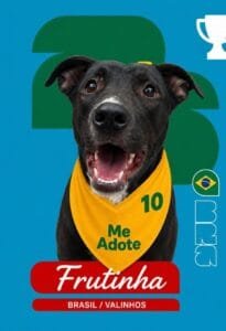 Cão para adoção participa da campanha Cãovocados no canil municipal de Valinhos