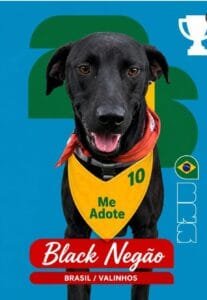 Cão para adoção participa da campanha Cãovocados no canil municipal de Valinhos