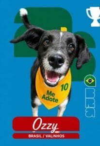 Cão para adoção participa da campanha Cãovocados no canil municipal de Valinhos