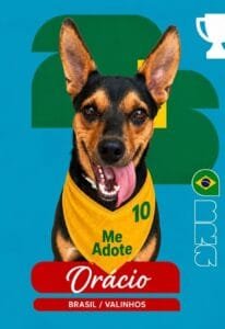 Cão para adoção participa da campanha Cãovocados no canil municipal de Valinhos