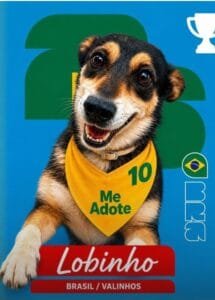 Cão para adoção participa da campanha Cãovocados no canil municipal de Valinhos