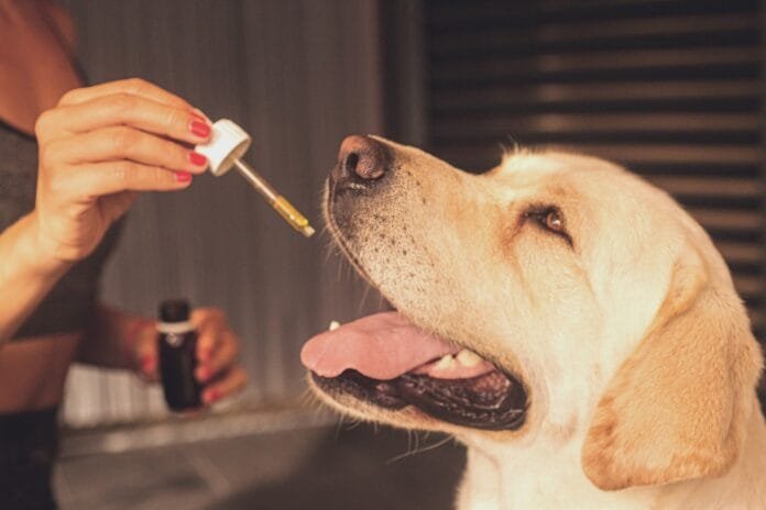 O seu pet pode se beneficiar da cannabis medicinal?