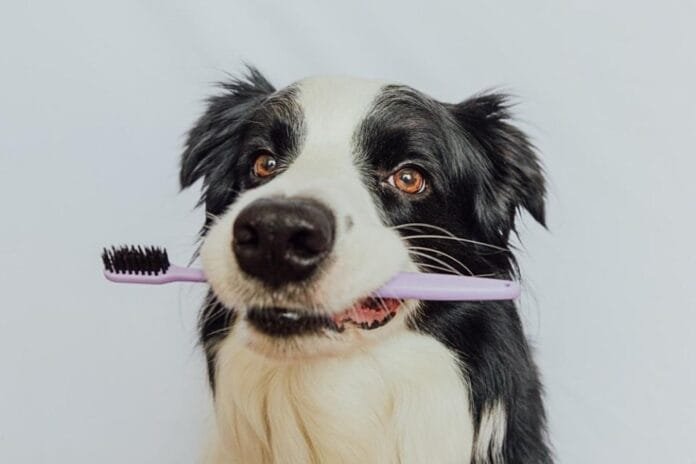 Seu cão já foi ao dentista? Saúde bucal negligenciada pode comprometer órgãos vitais