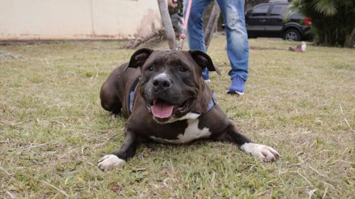 Parque Cidade recebe Feira de adoção de cães e gatos neste sábado (27)