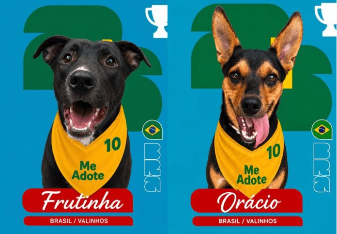 Cão para adoção participa da campanha Cãovocados no canil municipal de Valinhos