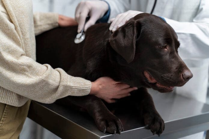 Cães e gatos também desenvolvem câncer? Veja os sinais, as raças de risco e quando procurar o veterinário
