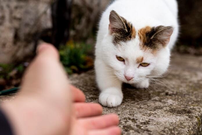 Maus-tratos a animais é crime: denunciar é dever de todos e punir é obrigação do Estado