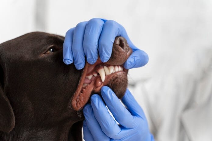 Médico-veterinário examina os dentes de um cachorro durante consulta preventiva